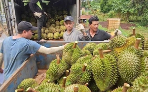 2 Vietnamese charged in $171,000 durian chemical smuggling case- Ảnh 2.