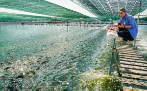 Vietnam tilapia exports hit $80m in 7 months, with Brazil the biggest growth driver - Ảnh 2.