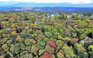 EU, Germany join Vietnam’s efforts in natural forest restoration, sustainable management - Ảnh 6.