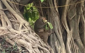 Foreign tourists fascinated by wild monkeys on Da Nang’s Son Tra Peninsula - Ảnh 10.