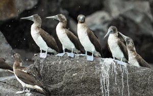 Panama Canal to reduce shipping over El Nino-fueled drought - Ảnh 1.