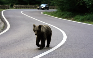 Hungry bears wander into US West homes, shops in record numbers - Ảnh 1.