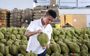 Vietnam targets $4bn in durian exports in 2026- Ảnh 2.