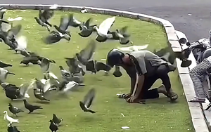 Pigeons bring touch of peace to downtown Ho Chi Minh City- Ảnh 12.