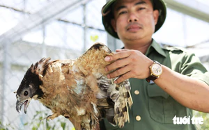 Beyond the caves: Phong Nha-Ke Bang opens new trail for birdwatchers - Ảnh 6.