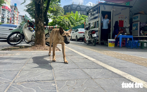 Ho Chi Minh City culls nearly 7,400 animals amid disease outbreaks, rabies vaccination at only 42% - Ảnh 3.