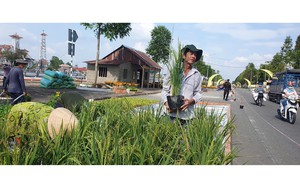 Vietnam’s Mekong Delta residents hunt rice field rats during harvest season - Ảnh 9.