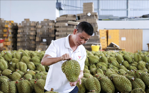 Quang Tri farmers test durian growing, with promising  results - Ảnh 4.
