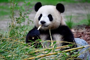 French zoo workers say their goodbyes as two pandas head to retirement in China - Ảnh 4.