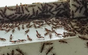 Ever had a burn-like rash appear overnight? These rove beetles in Vietnam may be to blame - Ảnh 10.