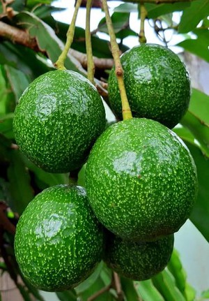 How a Vietnamese mother turns storm-fallen avocados into home-cooked delicacies - Ảnh 2.