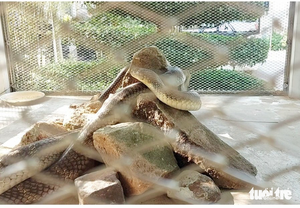 Vietnam police seize 676 king cobras smuggled from Laos- Ảnh 6.