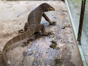 New lizard species discovered in Peru- Ảnh 1.