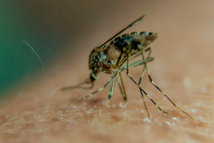 World Health Organization raises concern about spread of mosquito-borne Chikungunya virus- Ảnh 1.