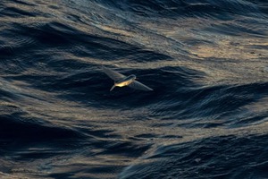 Vietnam eyes sustainable ocean investment at Monaco blue economy forum- Ảnh 2.
