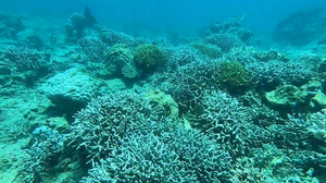 Don’t risk it for a photo: Veteran diver warns of health, safety risks as freediving takes off in Vietnam- Ảnh 5.