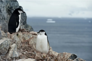 Study says African penguins starved en masse off South Africa- Ảnh 1.