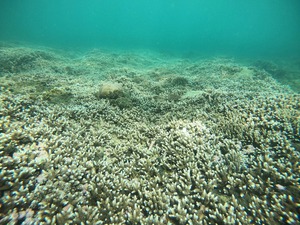 Don’t risk it for a photo: Veteran diver warns of health, safety risks as freediving takes off in Vietnam- Ảnh 4.
