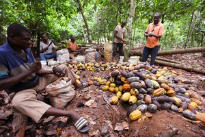 NGO links major chocolate brands to Liberia deforestation - Ảnh 1.