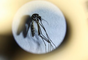 Dengue cases surge across Bangladesh as experts call for urgent action- Ảnh 1.