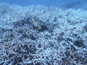 Don’t risk it for a photo: Veteran diver warns of health, safety risks as freediving takes off in Vietnam- Ảnh 3.