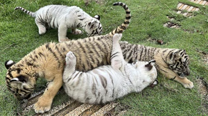 Indochinese tigers at Vietnam's Phong Nha-Ke Bang receive medical care from int'l, local experts - Ảnh 3.