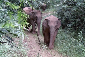 Elephant skeletons displayed at Vietnam national park to raise conservation awareness - Ảnh 2.