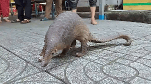 US moves to protect all species of pangolin, world's most trafficked mammal- Ảnh 3.