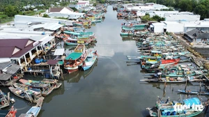Vietnam becomes first nation to successfully breed high-value amberjack  - Ảnh 3.