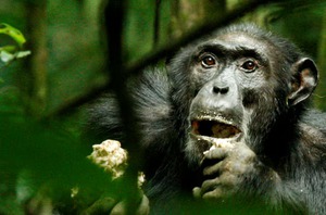 Scientists stunned as chimpanzees turn on friends in killing spree - Ảnh 2.