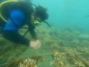 Vietnam’s Nha Trang cordons off coastal area to protect coral reefs  - Ảnh 2.