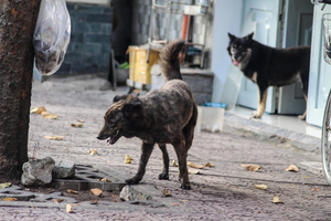 Dog meat seller dies of rabies in Vietnam’s Mekong Delta- Ảnh 2.