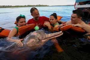 Mexican lawmakers vote to ban dolphin shows - Ảnh 3.
