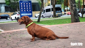 Unleashed dogs along Nhieu Loc - Thi Nghe Canal in Ho Chi Minh City spark safety concerns - Ảnh 2.