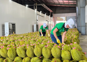 Vietnam ranks as 9th-largest banana exporter; eyes growth in coconut, other fruit exports - Ảnh 4.