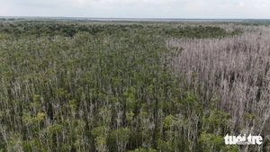 Vietnam’s U Minh Thuong forest regenerates decades after 2002 fire - Ảnh 8.