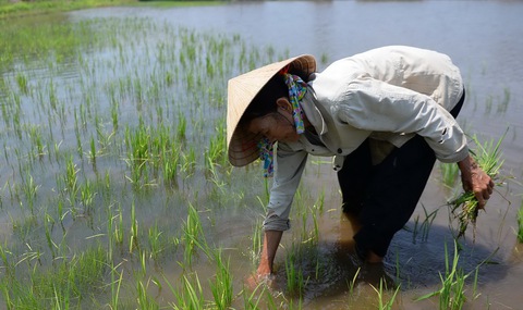 Đầu tư cho ĐBSCL: đã ít lại còn phập phù - Ảnh 1. Đầu tư cho ĐBSCL: đã ít lại còn phập phù - Ảnh 1.