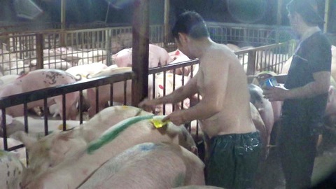 Mất tiền tỉ cũng phải tiêu hủy heo bị tiêm thuốc an thần - Ảnh 1. Mất tiền tỉ cũng phải tiêu hủy heo bị tiêm thuốc an thần - Ảnh 1.
