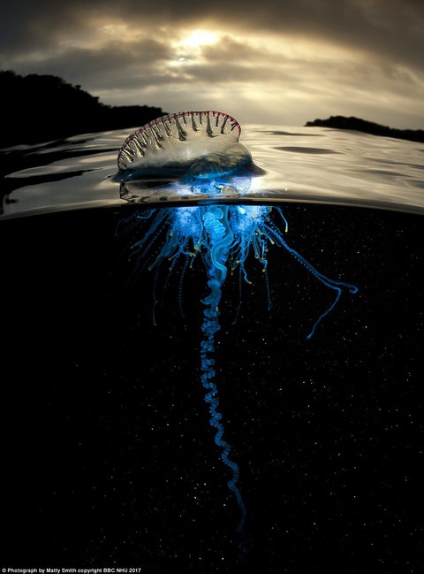 Nghẹt thở sinh vật biển sống động trong Blue Planet II - Ảnh 3. Nghẹt thở sinh vật biển sống động trong Blue Planet II - Ảnh 3.