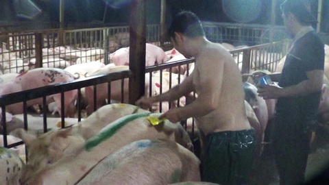 Đề xuất cho lò mổ Xuyên Á sớm hoạt động lại - Ảnh 1. Đề xuất cho lò mổ Xuyên Á sớm hoạt động lại - Ảnh 1.