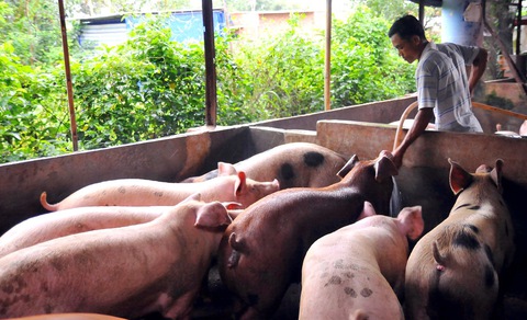 Vì sao thịt heo Việt Nam không thể xuất khẩu? - Ảnh 1. Vì sao thịt heo Việt Nam không thể xuất khẩu? - Ảnh 1.