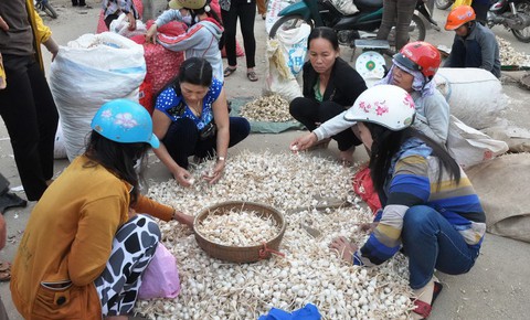 Có nên trồng tỏi voi Nhật Bản ở Lý Sơn? - Ảnh 1. Có nên trồng tỏi voi Nhật Bản ở Lý Sơn? - Ảnh 1.