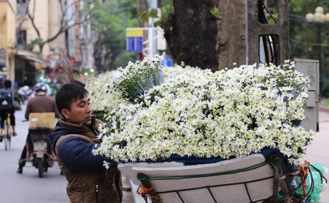 Thu tiền triệu mỗi ngày với cúc họa mi đầu đông - Ảnh 1. Thu tiền triệu mỗi ngày với cúc họa mi đầu đông - Ảnh 1.