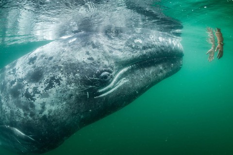 Những bức ảnh xuất sắc nhất của NatGeo năm 2017 - Ảnh 2. Những bức ảnh xuất sắc nhất của NatGeo năm 2017 - Ảnh 2.