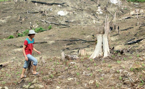 Đắk Nông: Hàng trăm cán bộ cấp đất rừng sai quy định - Ảnh 1. Đắk Nông: Hàng trăm cán bộ cấp đất rừng sai quy định - Ảnh 1.