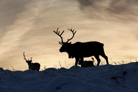 Theo chân ‘bạn đồng hành cùng ông già Noel ở Scotland - Ảnh 1. Theo chân ‘bạn đồng hành cùng ông già Noel ở Scotland - Ảnh 1.