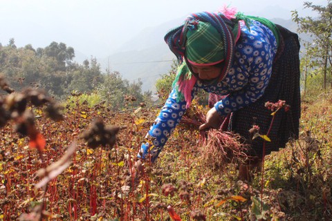 Hà Giang mùa tam giác mạch trên cao nguyên đá - Ảnh 4. Hà Giang mùa tam giác mạch trên cao nguyên đá - Ảnh 4.