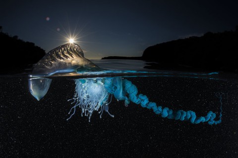 Ngắm ảnh thiên nhiên tuyệt đẹp đoạt giải của NatGeo năm 2017 - Ảnh 19. Ngắm ảnh thiên nhiên tuyệt đẹp đoạt giải của NatGeo năm 2017 - Ảnh 19.