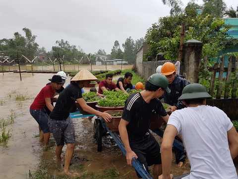 Giải cứu hoa cúc - Ảnh 1. Giải cứu hoa cúc - Ảnh 1.