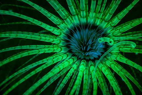 Ngắm ảnh thiên nhiên tuyệt đẹp đoạt giải của NatGeo năm 2017 - Ảnh 16. Ngắm ảnh thiên nhiên tuyệt đẹp đoạt giải của NatGeo năm 2017 - Ảnh 16.